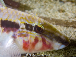 Red Sea Goatfish - Parupeneus forsskali with a cleaner sh... by Stefanos Michael 